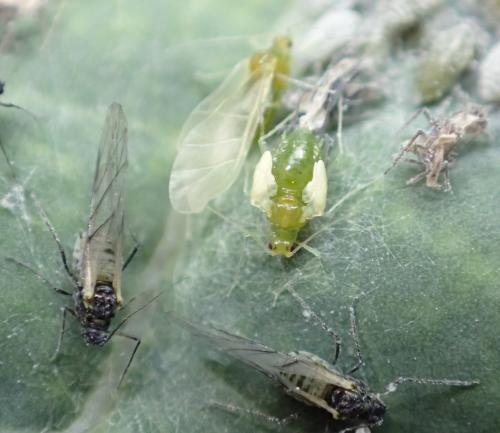 Brevicoryne brassicae